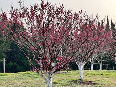 -上海共青森林公园