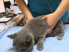-美联众合动物医院·24h转诊中心