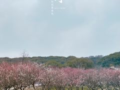 -苏州上方山国家森林公园