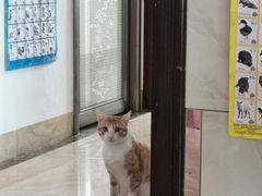 -瑞派旺宝宠物医院·犬猫全科综合·尿道专科(莲兴院)