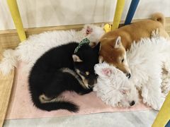 -柴犬小屋·柴餐厅·狗咖食堂(金鼎广场店)