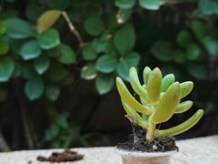 -王府半岛酒店·大堂茶座
