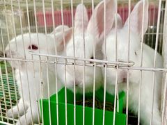 -武汉花鸟市场