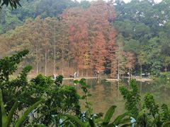 -深圳仙湖植物园