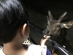 -清迈夜间动物园