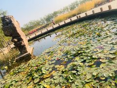 -绿堤公园