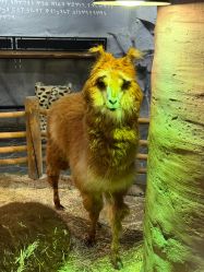 -Zoolung Zoolung动物主题公园(海信广场店)