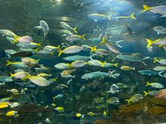 -上海海洋水族馆
