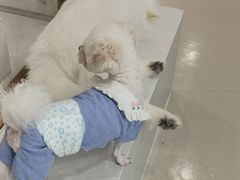 -共舞时光猫咖·狗咖(新街口店)