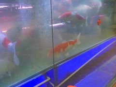 -大自然花鸟鱼虫市场