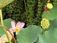 -苏州香山国际大酒店