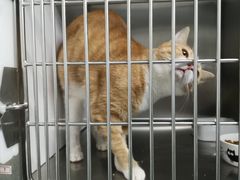 -欧奕国际动物医院