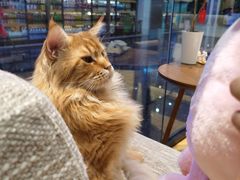 -藏猫猫咖啡主题馆(中央大道店)