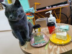 -猫在这儿猫咪咖啡馆·撸猫馆