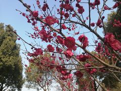 -太子山公园(园东路)