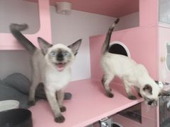 -Bastet sally猫舍购宠(静安店)