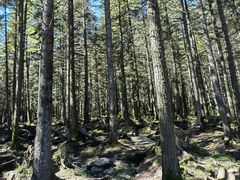 -芦芽山旅游度假区