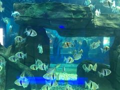 -石家庄海洋公园
