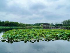 -溱湖国家湿地公园