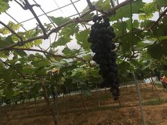 -海堤葡萄园中小学生研学基地