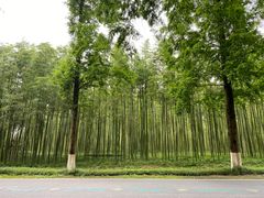 -黄海国家森林公园