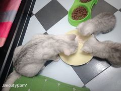 -乖乖宠物医院·猫科·急重症中心(车站北路分院)