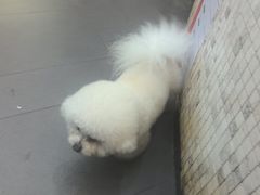 -联合动物医院(光谷诊疗中心)