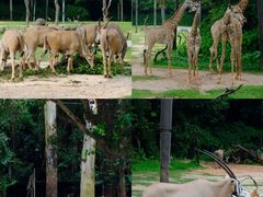 -广州长隆野生动物世界