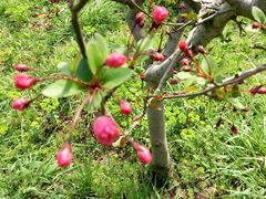 android_upload_pic-昆山城市生态森林公园