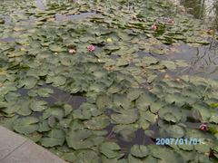 -红莲湖