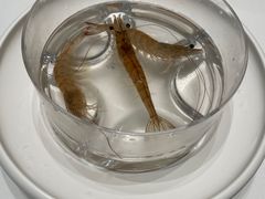 -红鼎豆捞·非遗鲍皇汤火锅(宝丰路店)