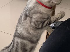 -平行世界·猫咖(首经贸店)