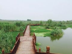 -泗洪洪泽湖湿地景区