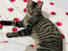 -凯特喵百思猫专科医院
