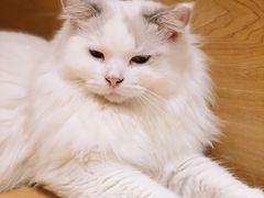 -滚猫咖啡·猫咖·猫友好撸猫(未来城店)