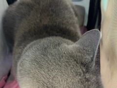 -北京观赏动物医院·24小时大型综合·猫专科·异宠专科