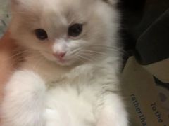 -宠颐生·恒爱宠物医院(静海店)