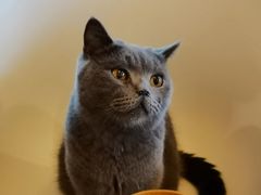 -猫的茶·猫咖