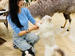 -安格丽娜·狗咖·猫咖羊驼咖(春熙路百盛商场店)