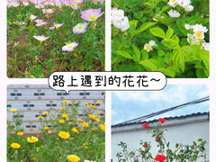 -恋山坝上草原
