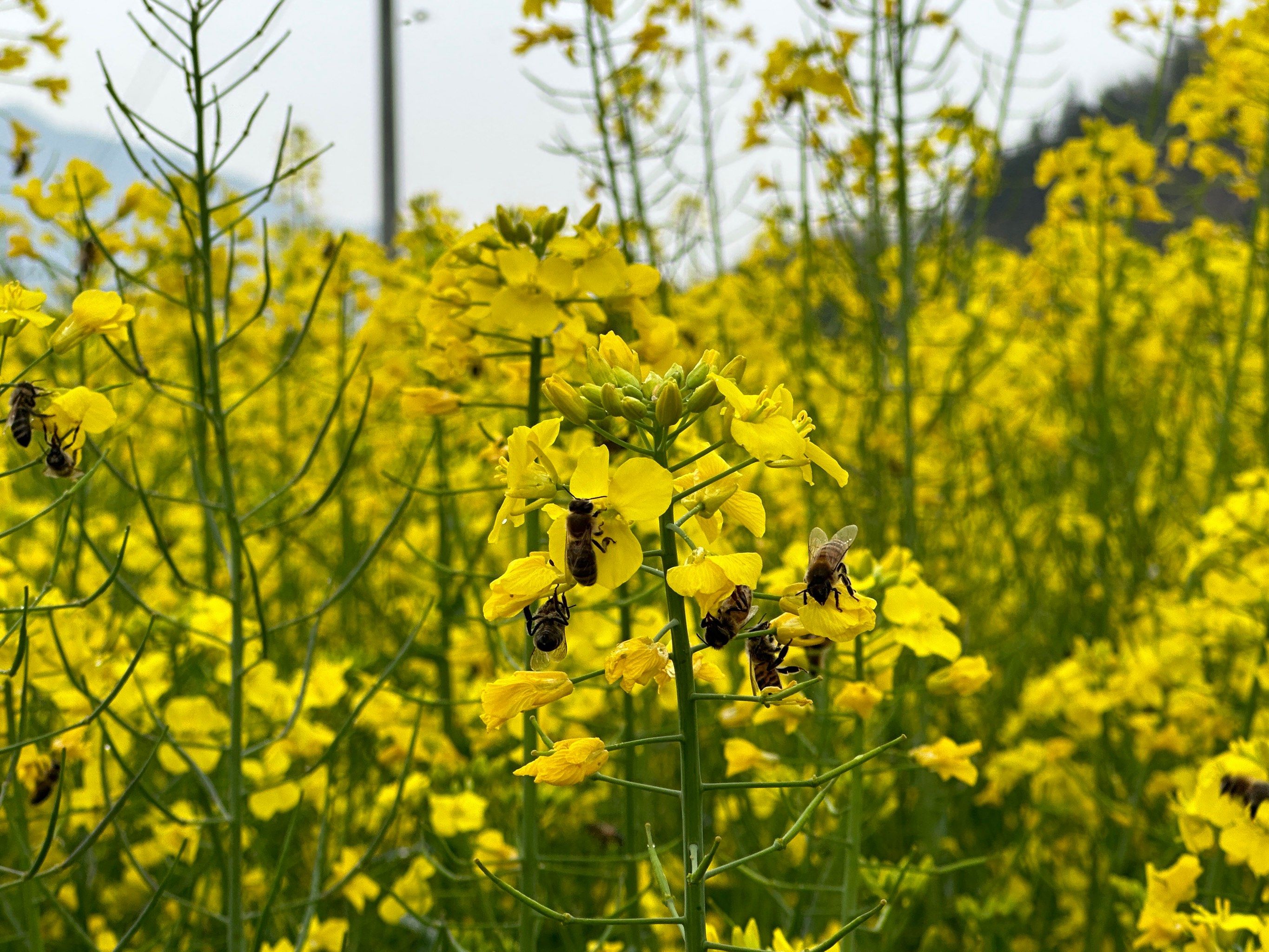 油菜花蜂蜜好吗(油菜花蜂蜜好吗能吃吗) 油菜花蜂蜜好吗(油菜花蜂蜜好吗能吃吗)