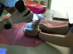 -北京观赏动物医院·24小时大型综合·猫专科·异宠专科