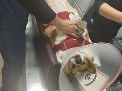 -申普宠物医院·心脏介入·心血管微创(总院)