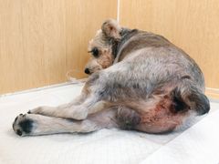 -美联众合动物医院·24h京西诊疗中心