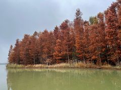 -上海海湾国家森林公园