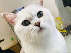 -Heymao猫咖.咖啡厅(东门店)