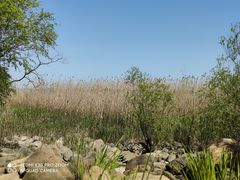 -吴淞炮台湾湿地森林公园烧烤区