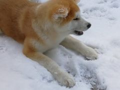 -恩你小木屋米酒店(莱山店)