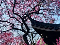 -杭州植物园