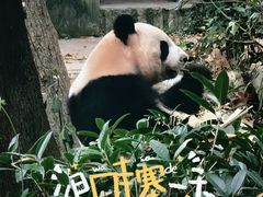 -成都大熊猫繁育研究基地
